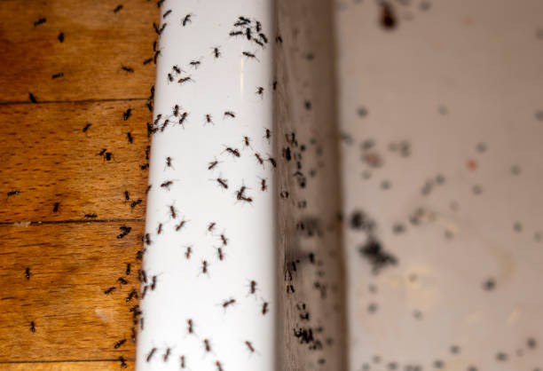 Best Residential Pest Control  in Clayton, NJ
